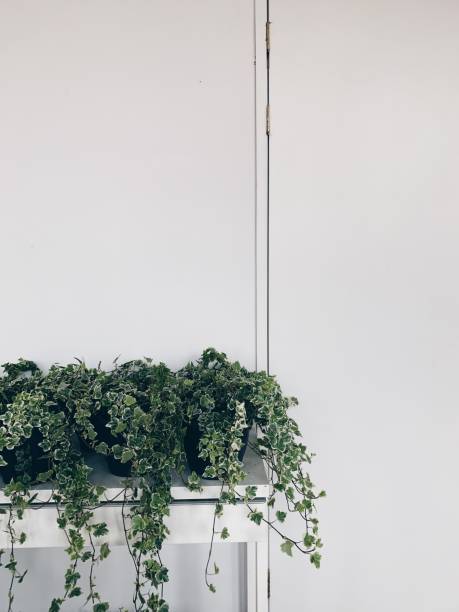 istock Vintage white shelf with beautiful ivy plants on white wall background 1240192327