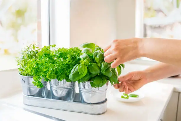 Photo of Close up woman's hand picking leaves of basil greenery. Home gardening on kitchen. Pots of herbs with basil, parsley and thyme. Home planting and food growing. Sustainable lifestyle, plant-based food