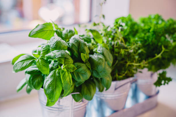 istock Selective focus homegrown basil, parsley and thyme herbs in pots on the kitchen in front of the window. Home planting and food growing. Sustainable lifestyle, plant-based foods. Copy space. 1240197631