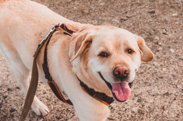 istock Labrador Retriever walks in a harness and smiles. 1240199194