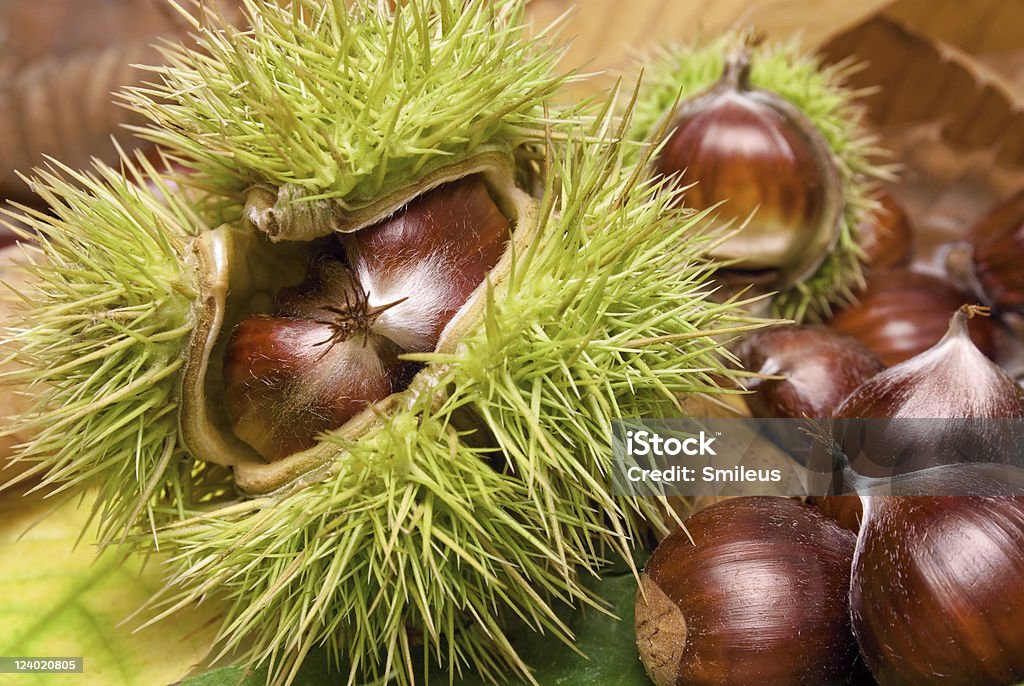 Fresh neat chestnuts on fallen leaves Fresh chestnuts with open husk on fallen autumn leaves Arrangement Stock Photo
