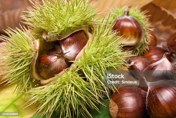 Fresh Neat Chestnuts On Fallen Leaves Stock Photo - Download Image Now - Arrangement, Autumn, Botany