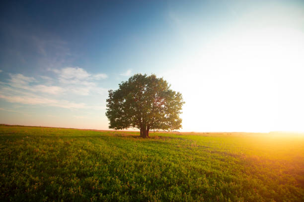 istock Lonely green oak tree in the field 1240212025