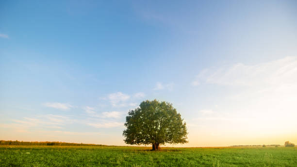istock Lonely green oak tree in the field 1240212032