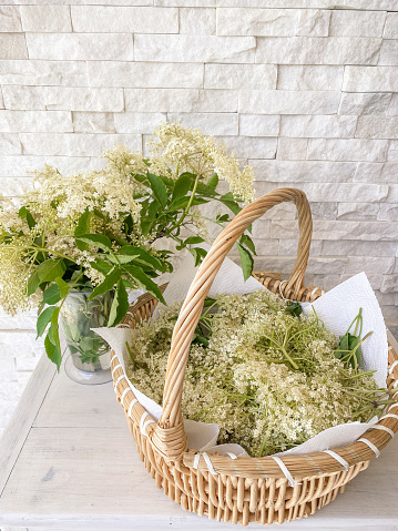 collecting Elderflower blossoms in straw basket for making syrup and herbal teas