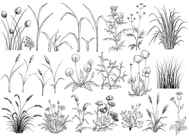 illustrazioni stock, clip art, cartoni animati e icone di tendenza di fiori di campo ed erba, illustrazione disegnata a mano in bianco e nero - uncultivated