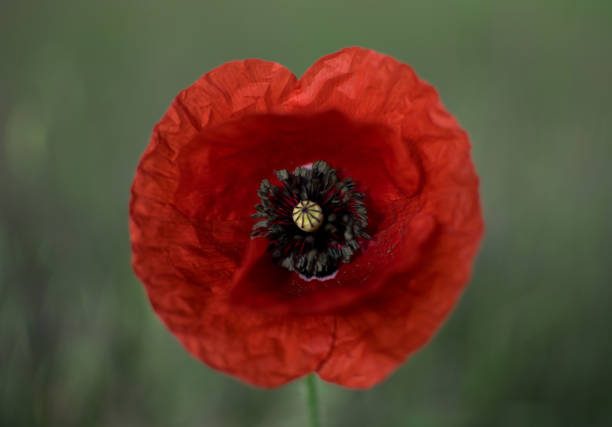 istock Poppy flower on the field. 1240230431
