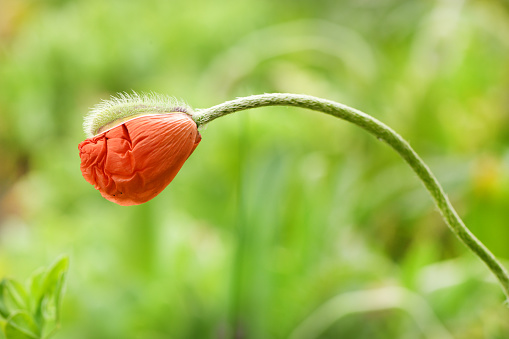 Decorative red poppy on background of green garden. High resolution photo. Full depth of field.