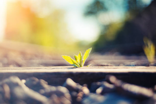 Young green plant growing on railroad tracks