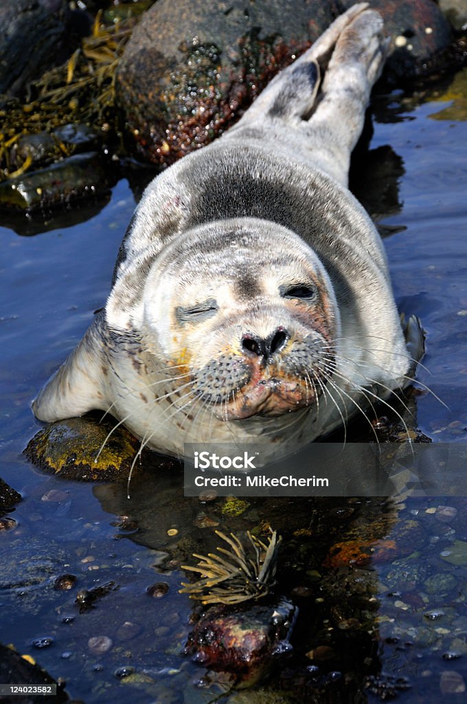 Foca común Winks - Foto de stock de Agua libre de derechos