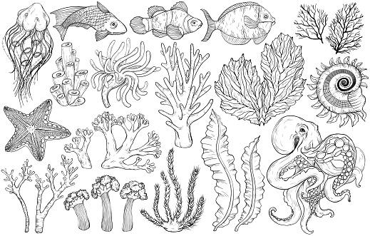 Sketch of deepwater living organisms, fish and algae, vector illustration. Black and white