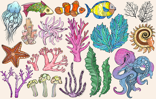 Sketch of deepwater living organisms, fish and algae, vector illustration
