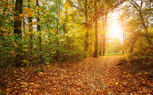 Autumn park with sunny glade and big old oak. Picturesque landscape green lawn.