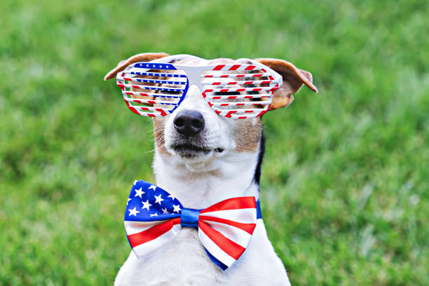 гордая собака в звездах и полосах солнцезащитных очков с американским флагом - yan стоковые фото и изображения