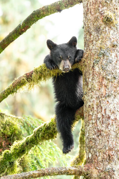 Bear cub in a tree in Alaska A young bear cub peers down from a tree with his leg hanging black bear cub stock pictures, royalty-free photos & images