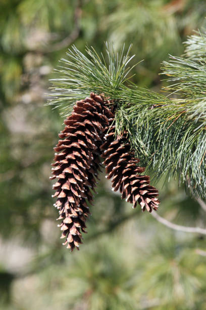 istock Pine cones dangling from an evergreen branch with green needles 1240255176