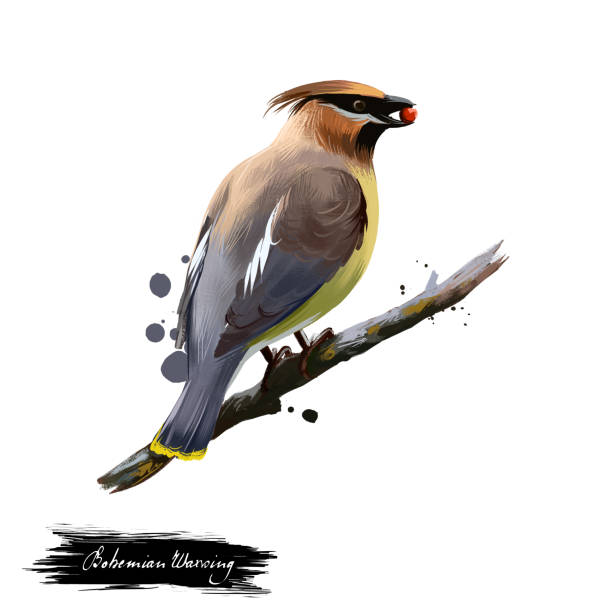Bohemian Waxwing digital art illustration isolated on white. Starling-sized passerine bird mainly buff-grey plumage, black face markings and pointed crest sitting on branch with berry in beak Bohemian Waxwing digital art illustration isolated on white. Starling-sized passerine bird mainly buff-grey plumage, black face markings and pointed crest sitting on branch with berry in beak cedar waxwing stock illustrations