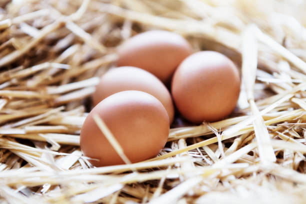 istock Perfect hen's eggs in a free-range nest in a barn 1240257151