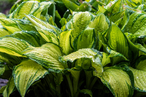 istock Bush of Hosta after a rain as the background 1240257355