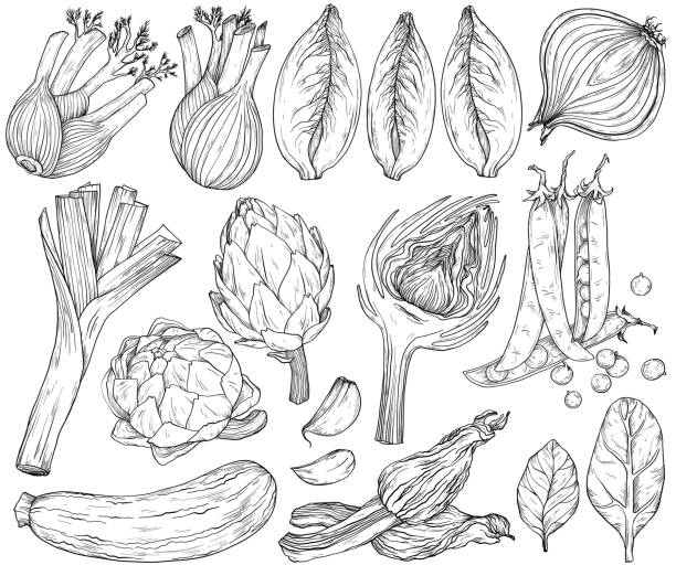 набор природных средиземноморских овощей. свежая органическая пища. овощи старинные рисованной эскиз. черно-белые - artichoke stock illustrations