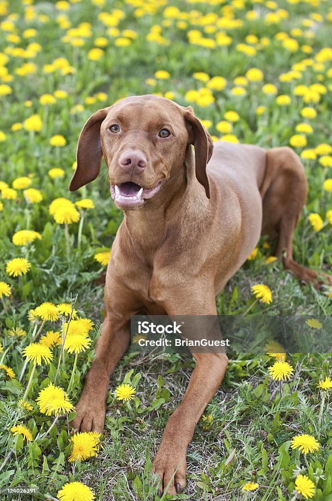 Vizsla Dog Lying on the Grass with Dandelions A female Vizsla dog lies down on some grass that is covered in yellow dandelions. Animal Stock Photo