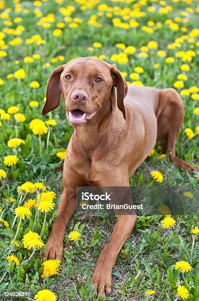 Vizsla Dog Lying On The Grass With Dandelions Stock Photo - Download Image Now - Animal, Beauty In Nature, Brown
