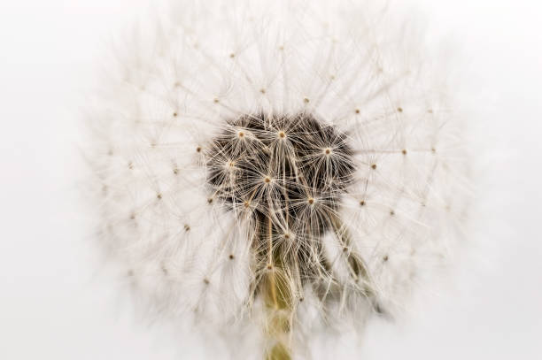 istock Fluffy dandelion with seed. Close up. 1240288349