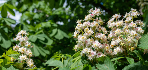 istock Chestnut blossom in the park in spring. 1240289534