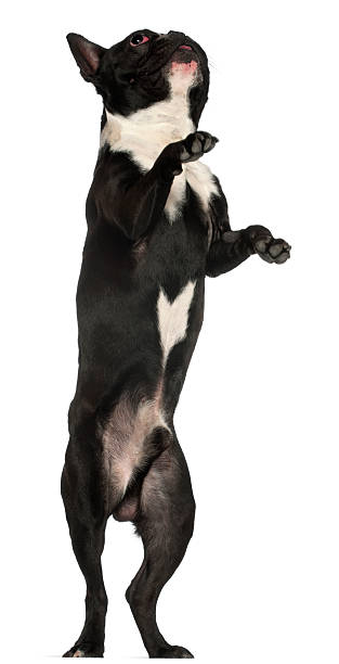 istock French Bulldog, eighteen months old, standing, white background. 124029600