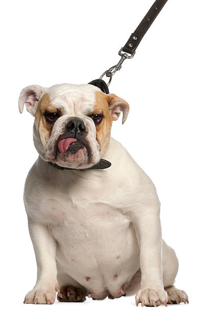 istock English Bulldog on leash, one year old, white background. 124029601