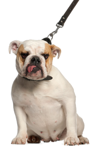 English Bulldog on leash, one year old, in front of white background.