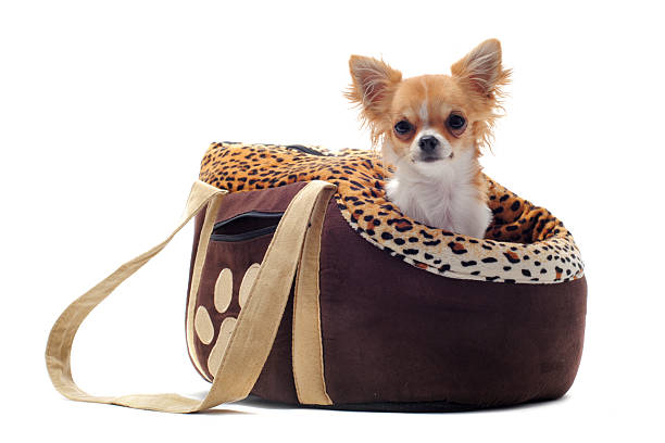 istock travel bag and chihuahua 124029839
