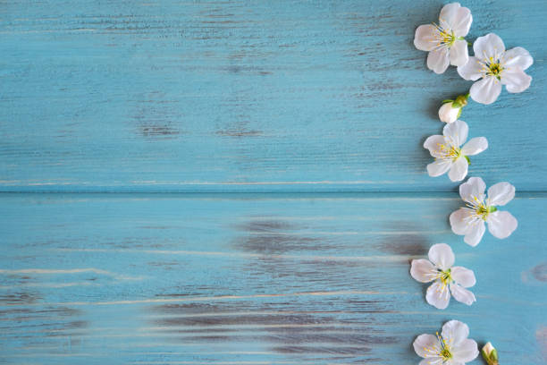 istock White spring flowers on a blue wooden background with a place for inscription. Spring frame for text. Banner with white flowers. 1240300248