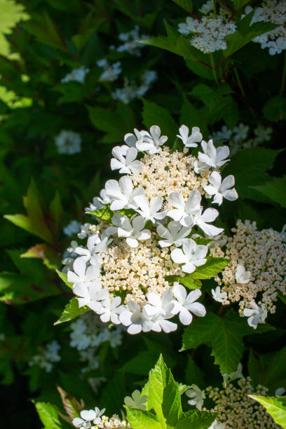 istock Delicate lacy white flower blossoms on a compact cranberry bush 1240302391