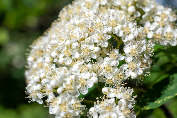 istock White flowering red mountain ash in the garden. 1240303466