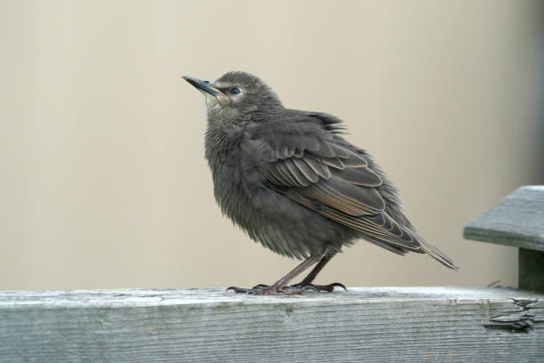 istock European Starling chicks on perch or deck railing 1240307221