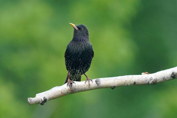 istock European Starling chicks on perch in flock or singly with mother 1240307226