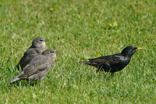 istock European Starling chicks on perch in flock or singly with mother 1240307751