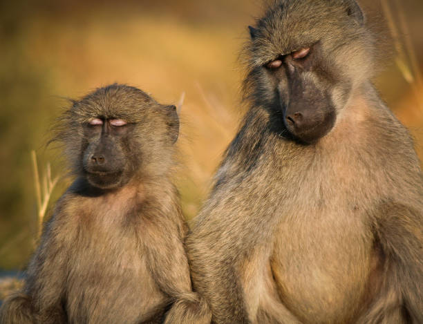 Baboons Peaceful Baboons baboon stock pictures, royalty-free photos & images