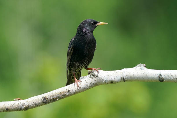 istock European Starling chicks on perch in flock or singly with mother 1240310978