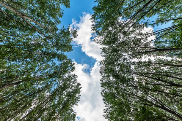 Green spring treetops in the forest. Low angle view.