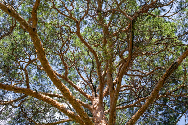 istock Bottom view of the pine tree crown. 1240313299