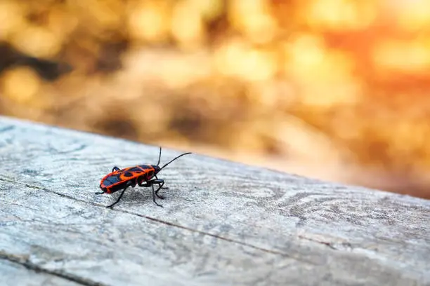 Photo of Back view of firebug, Pyrrhocoris apterus on wood trunk. Copy space, selective focus