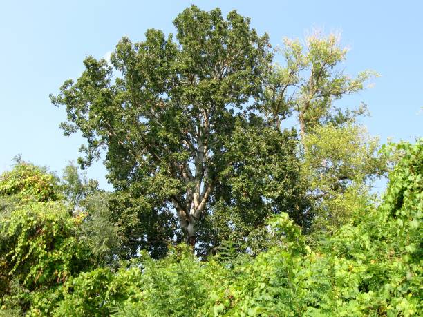 美しい高ポプラ - tree tall poplar tree bark ストックフォトと画像