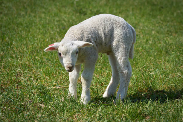 istock newborn young lamb on a meadow 1240316954