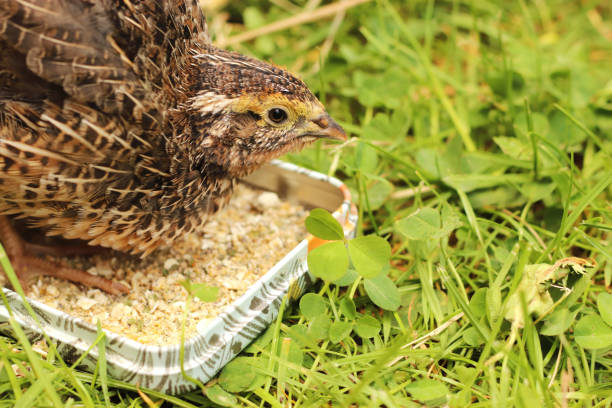 portrit of an attentive young quail at a feeding bowl