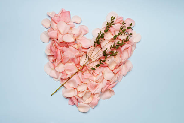 istock Pink roses blossoms on blue background 1240331103