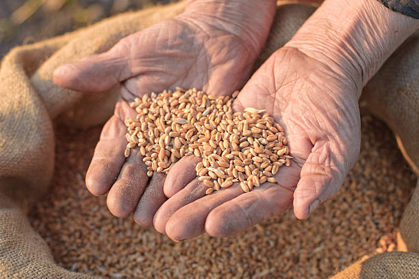 istock Wheat and hands of the old farmer 124033805