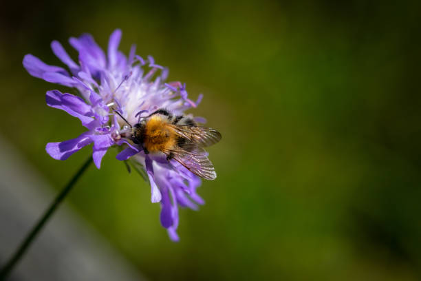 istock Wild bee on a spring flower collecting pollen and nectar 1240346109