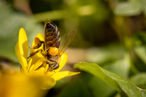 istock Bee on a spring flower collecting pollen and nectar 1240346118